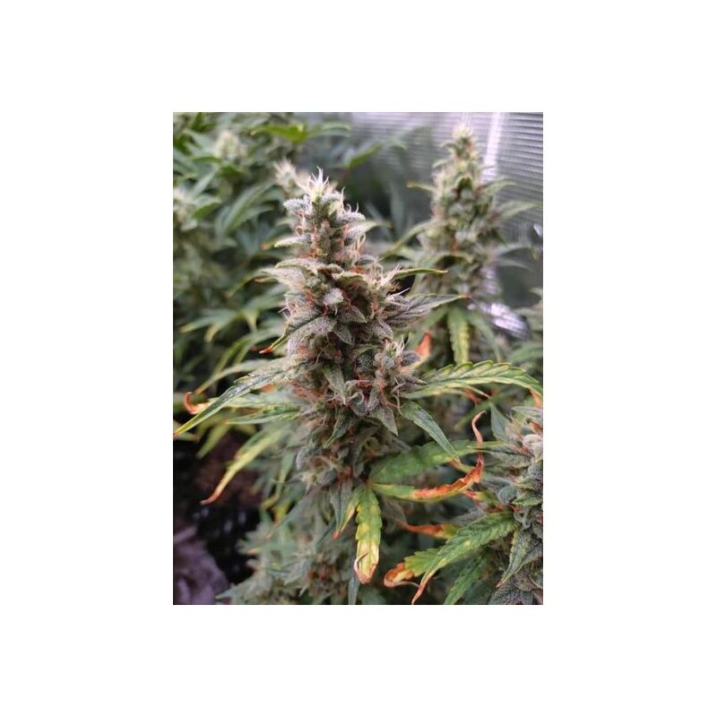 Thin Mint x Sour Pinot auto, Фасовка: 5, изображение 3